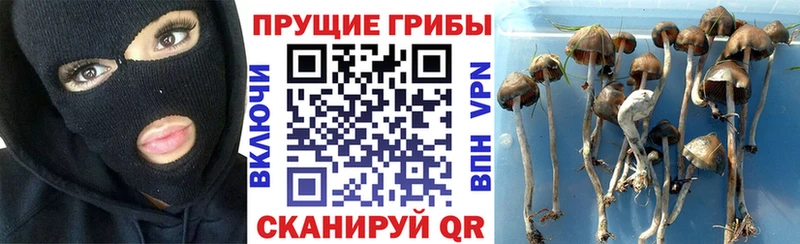 Псилоцибиновые грибы Psilocybe Лысьва