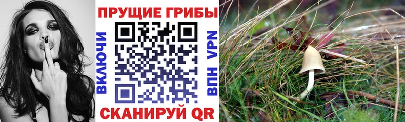 Галлюциногенные грибы Cubensis  Лысьва 